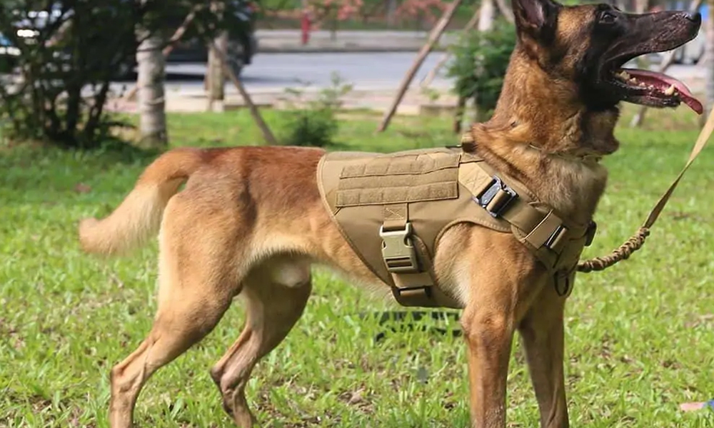 tactical dog harness (3)