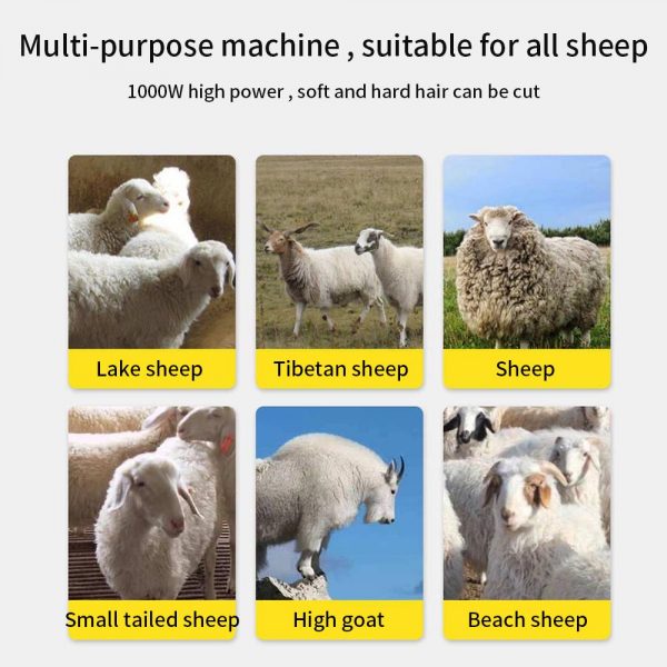sheep-shears3