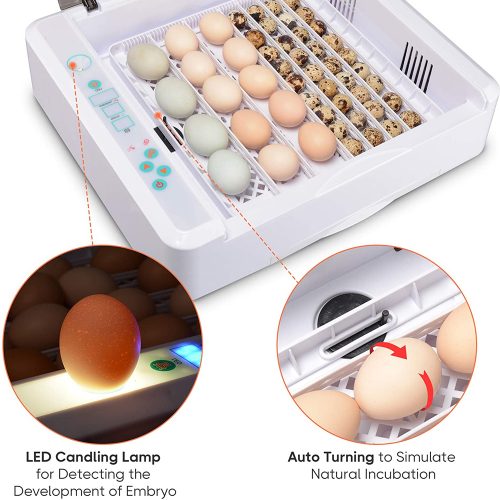 egg-incubator-3-8