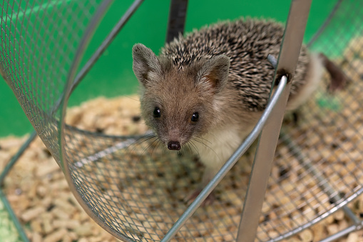 Hedgehog Wheel